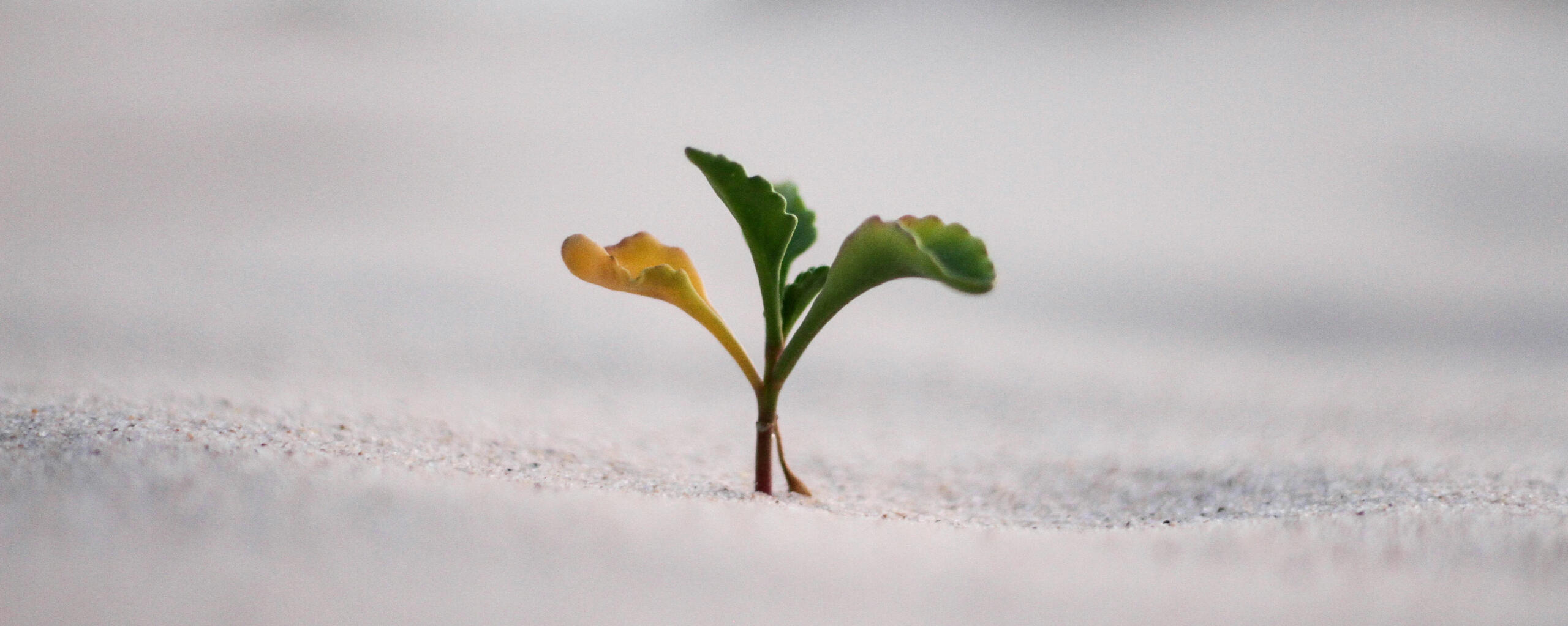 MQS Compass MQS Compass