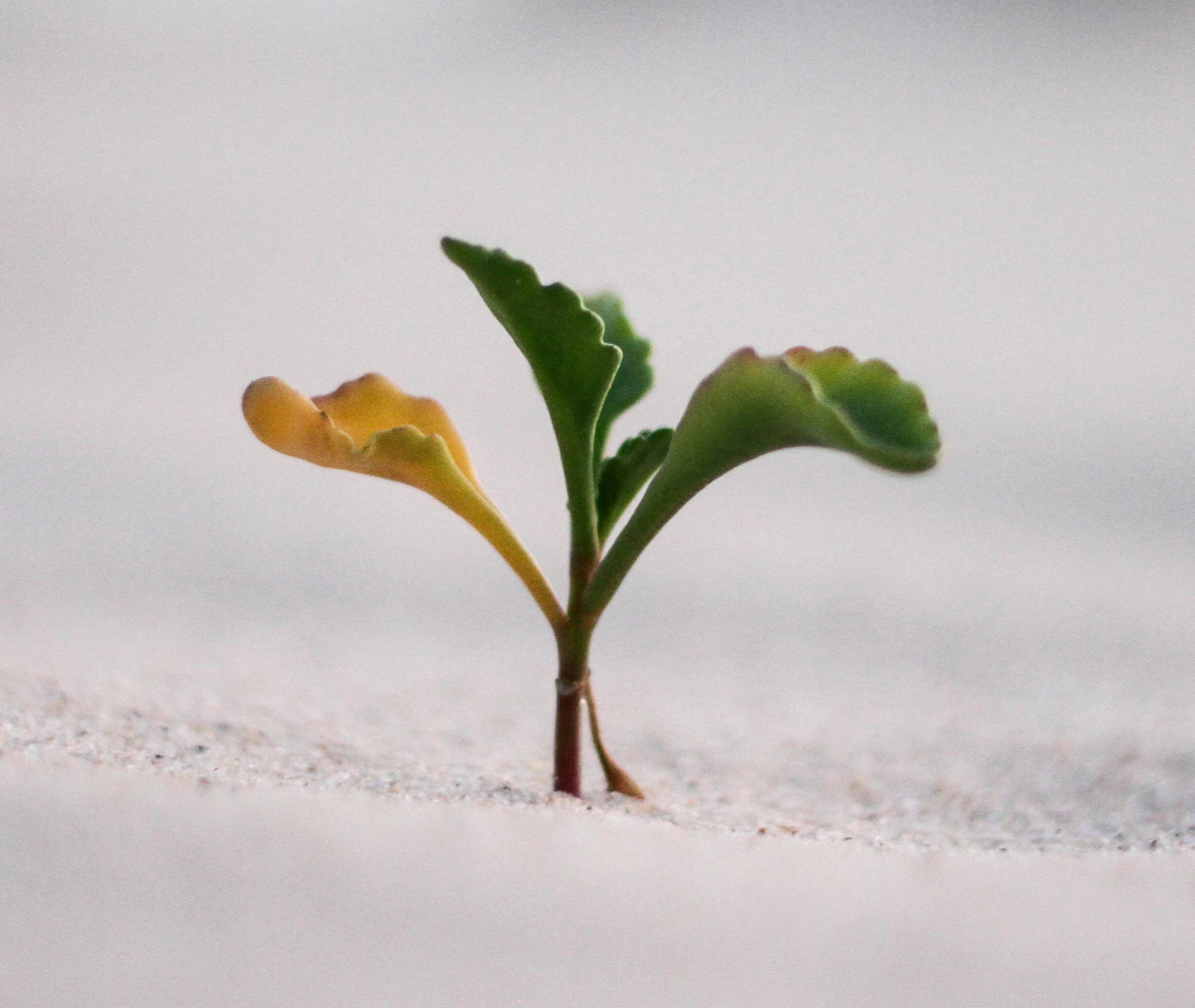 Distractions Distractions lose their pull