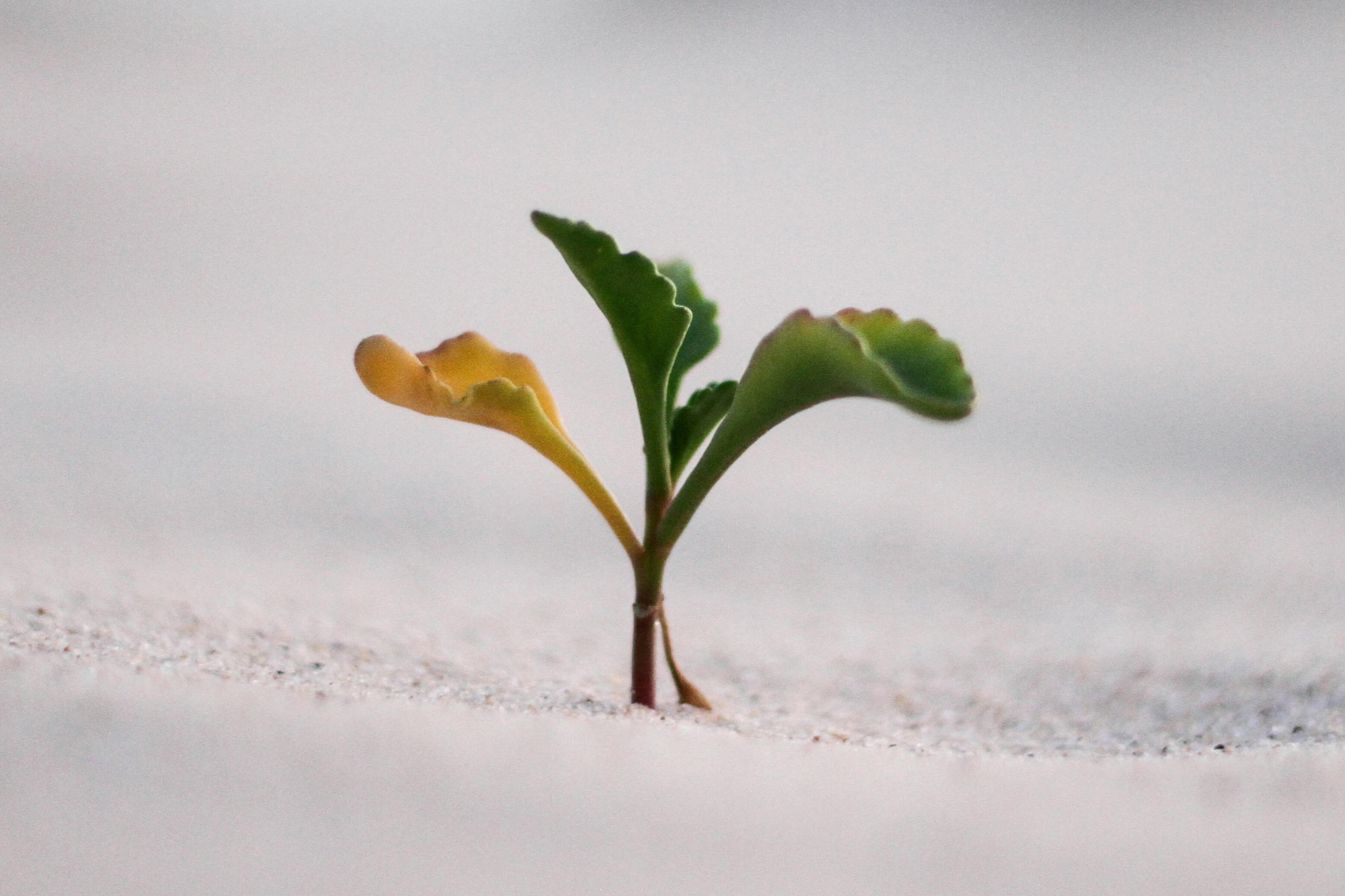 MQS Compass MQS Compass